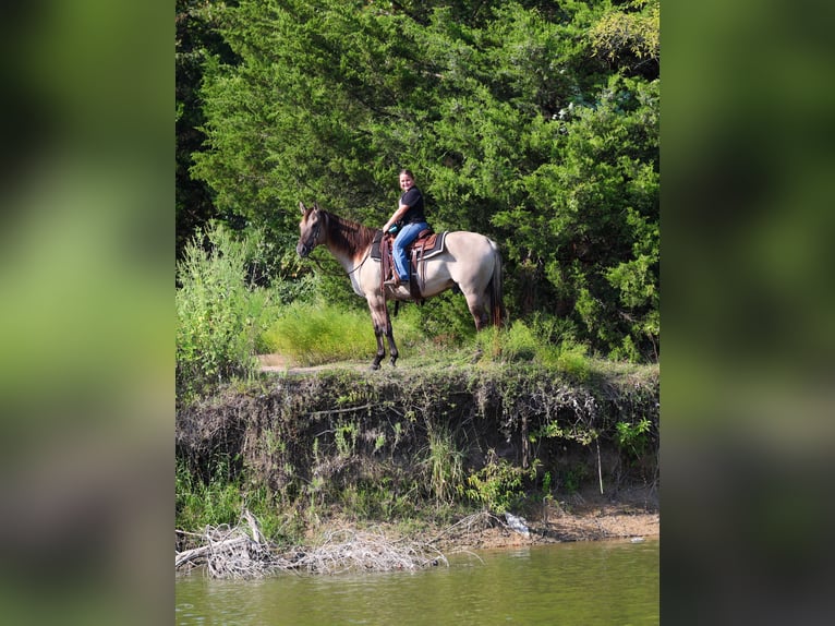American Quarter Horse Wallach 6 Jahre 155 cm Grullo in Forney
