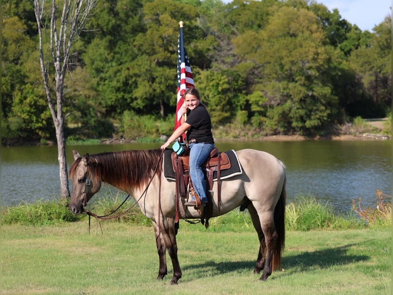 American Quarter Horse Wallach 6 Jahre 155 cm Grullo in Forney