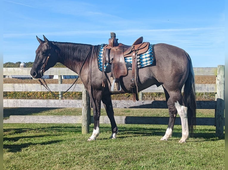 American Quarter Horse Wallach 6 Jahre 155 cm Grullo in Winchester OH