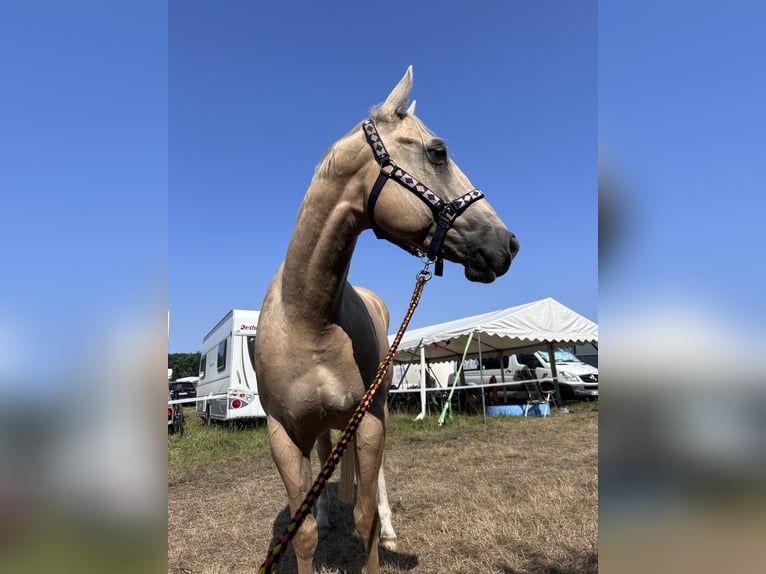 American Quarter Horse Mix Wallach 6 Jahre 155 cm Palomino in Scheeßel