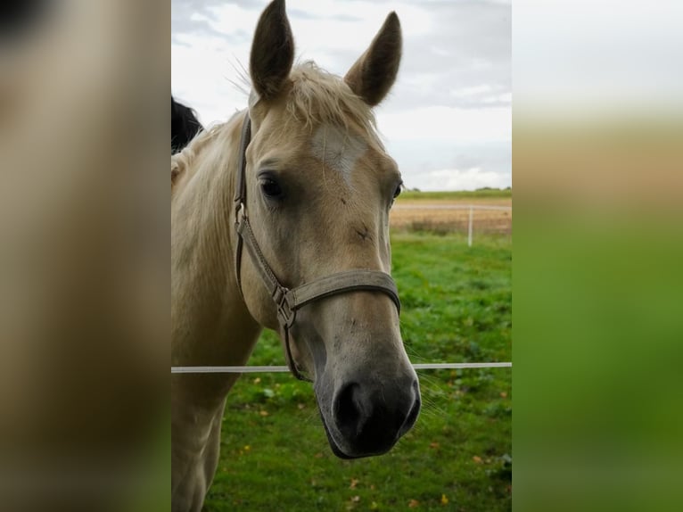 American Quarter Horse Mix Wallach 6 Jahre 155 cm Palomino in Scheeßel
