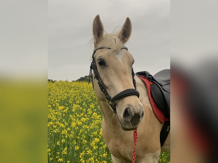 American Quarter Horse Mix Wallach 6 Jahre 155 cm Palomino in Scheeßel