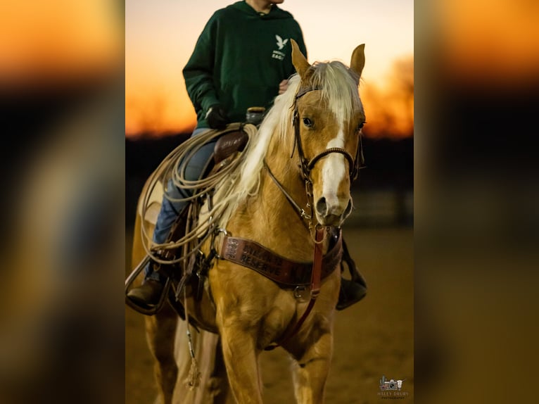 American Quarter Horse Wallach 6 Jahre 155 cm Palomino in Trenton