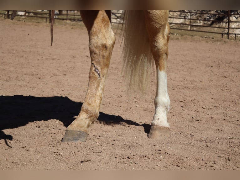 American Quarter Horse Wallach 6 Jahre 155 cm Palomino in Wickenburg