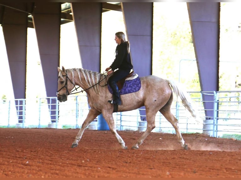 American Quarter Horse Wallach 6 Jahre 155 cm Palomino in Stephenville