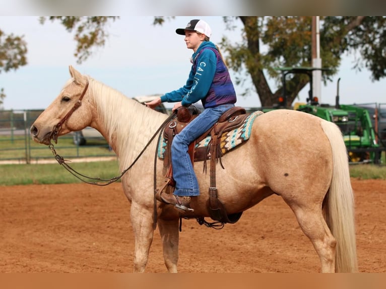 American Quarter Horse Wallach 6 Jahre 155 cm Palomino in Stephenville