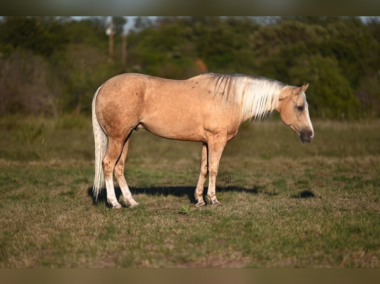 American Quarter Horse Wallach 6 Jahre 155 cm Palomino in Waco