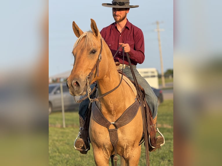 American Quarter Horse Wallach 6 Jahre 155 cm Palomino in Mccurtain