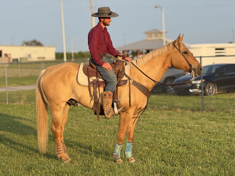 American Quarter Horse Wallach 6 Jahre 155 cm Palomino in Mccurtain