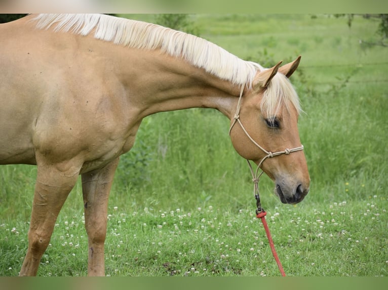 American Quarter Horse Wallach 6 Jahre 155 cm Palomino in Mccurtain