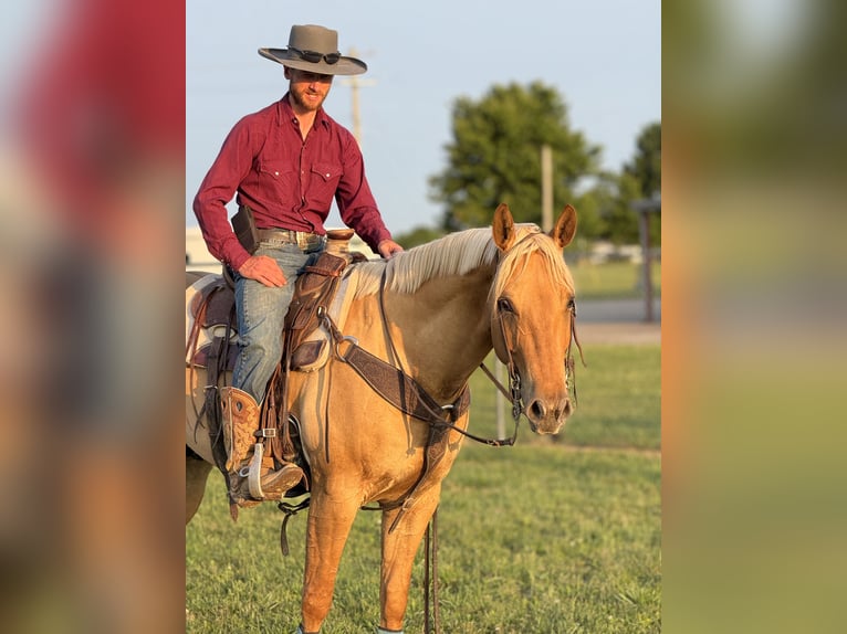 American Quarter Horse Wallach 6 Jahre 155 cm Palomino in Mccurtain
