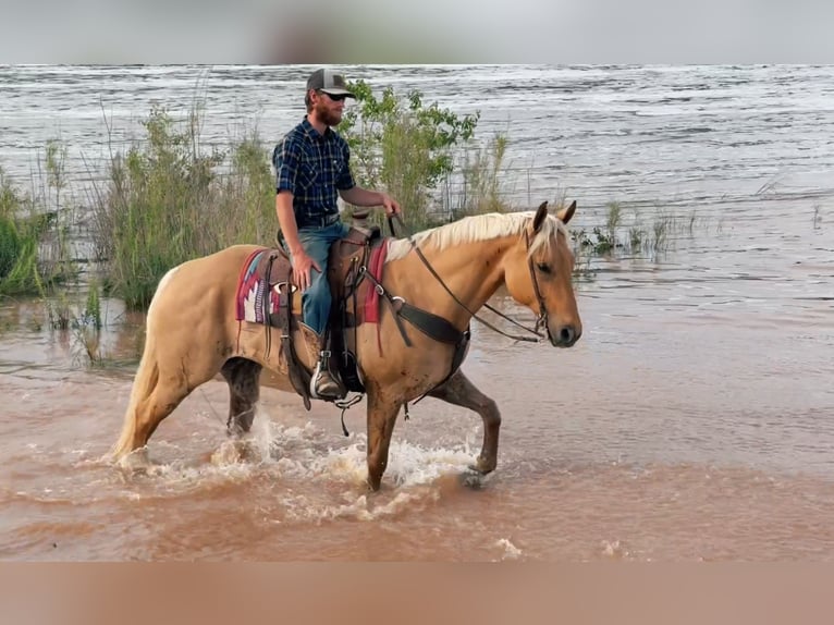 American Quarter Horse Wallach 6 Jahre 155 cm Palomino in Mccurtain