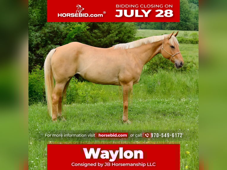 American Quarter Horse Wallach 6 Jahre 155 cm Palomino in Mccurtain