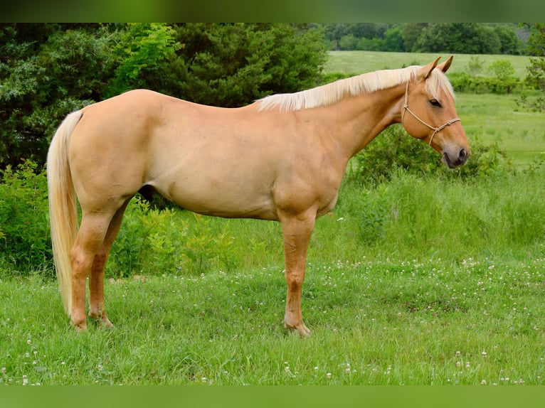American Quarter Horse Wallach 6 Jahre 155 cm Palomino in Mccurtain