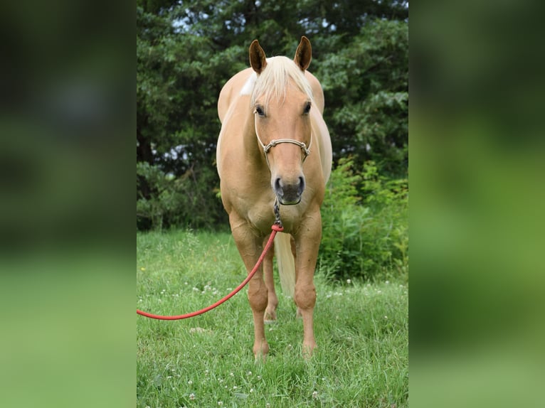 American Quarter Horse Wallach 6 Jahre 155 cm Palomino in Mccurtain