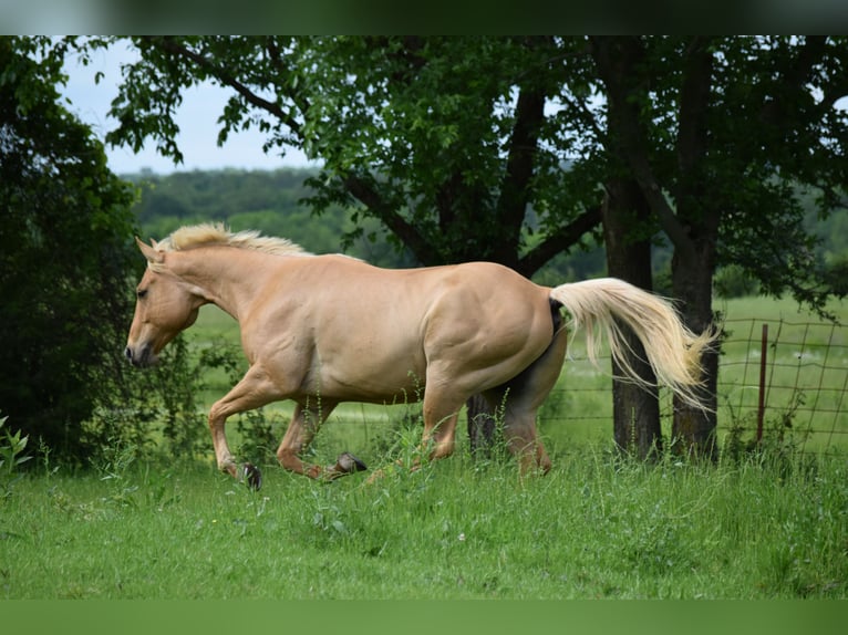 American Quarter Horse Wallach 6 Jahre 155 cm Palomino in Mccurtain