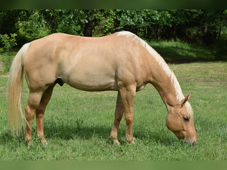 American Quarter Horse Wallach 6 Jahre 155 cm Palomino in Mccurtain