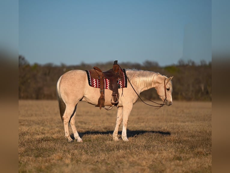 American Quarter Horse Wallach 6 Jahre 155 cm Palomino in Mount Vernon