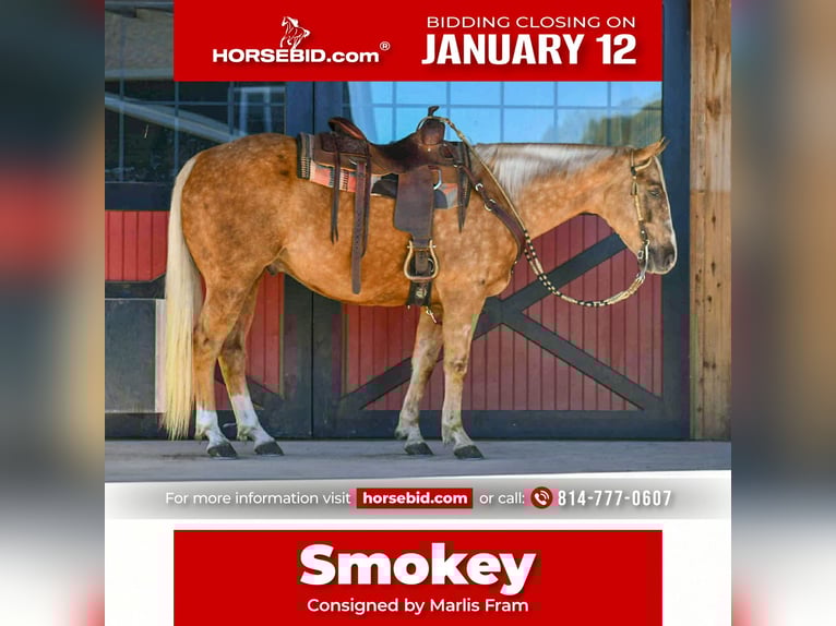 American Quarter Horse Wallach 6 Jahre 155 cm Palomino in Rebersburg