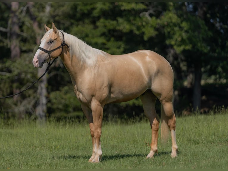 American Quarter Horse Wallach 6 Jahre 155 cm Palomino in Bovina, MS