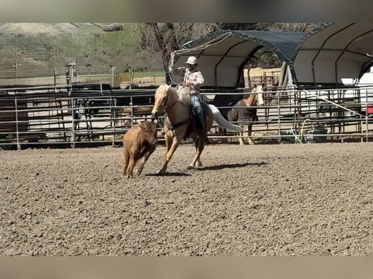 American Quarter Horse Wallach 6 Jahre 155 cm Palomino in Paicines CA