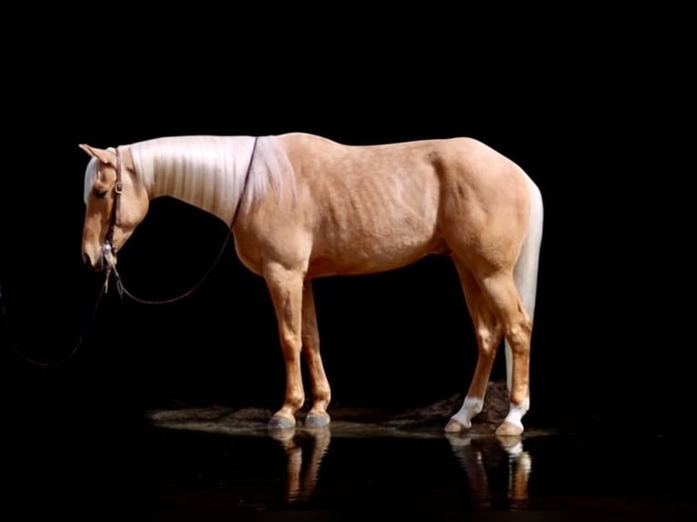 American Quarter Horse Wallach 6 Jahre 155 cm Palomino in Paicines CA