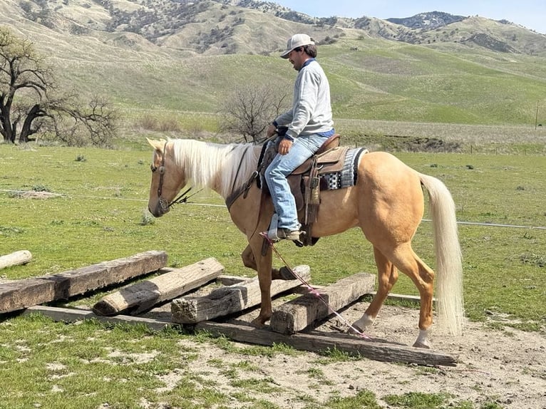 American Quarter Horse Wallach 6 Jahre 155 cm Palomino in Paicines CA