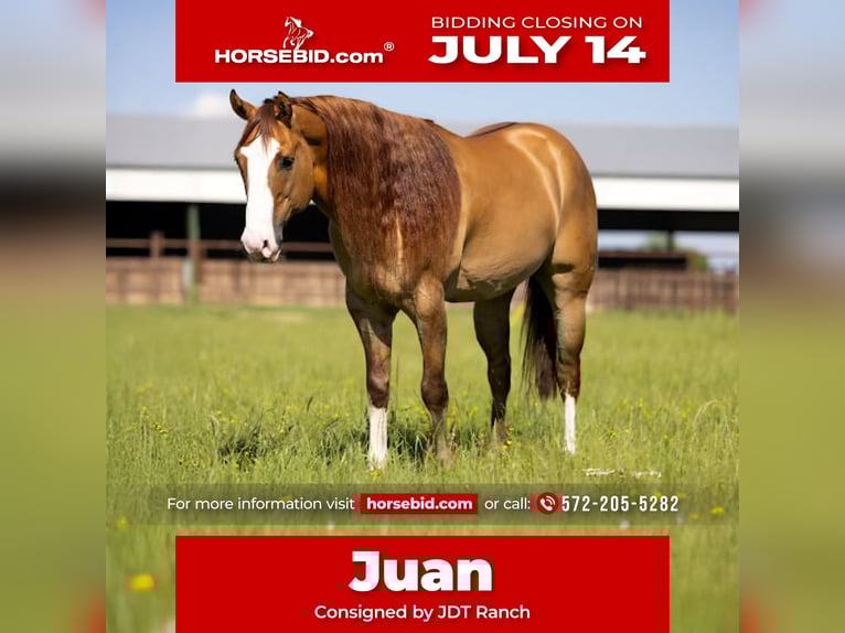 American Quarter Horse Wallach 6 Jahre 155 cm in Crescent, OK