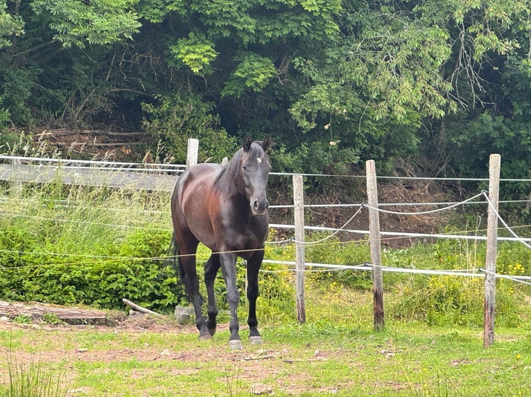 American Quarter Horse Wallach 6 Jahre 155 cm Rappe in Berschweiler