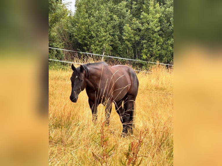 American Quarter Horse Wallach 6 Jahre 155 cm Rappe in Berschweiler
