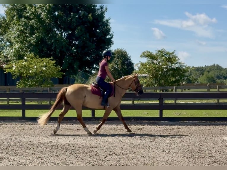 American Quarter Horse Wallach 6 Jahre 155 cm Red Dun in Johnston