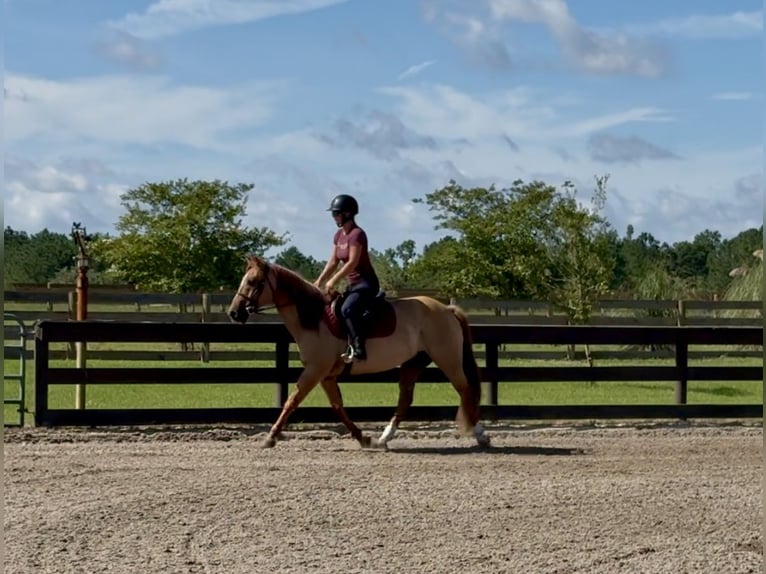 American Quarter Horse Wallach 6 Jahre 155 cm Red Dun in Johnston