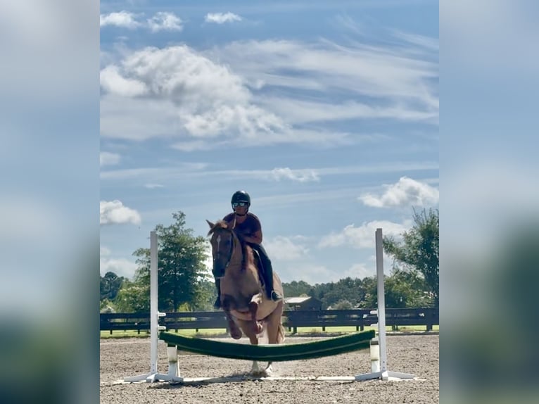 American Quarter Horse Wallach 6 Jahre 155 cm Red Dun in Johnston