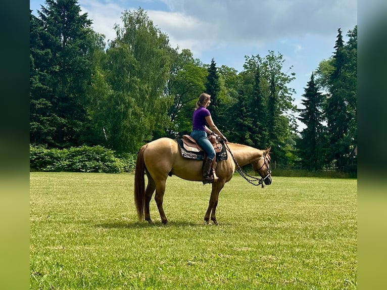American Quarter Horse Wallach 6 Jahre 155 cm Red Dun in Duvensee