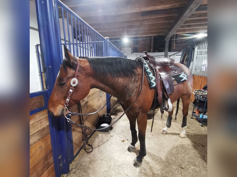 American Quarter Horse Wallach 6 Jahre 155 cm Roan-Bay in Giengen an der Brenz