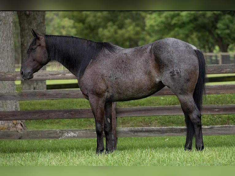 American Quarter Horse Wallach 6 Jahre 155 cm Roan-Blue in Madisonville, KY