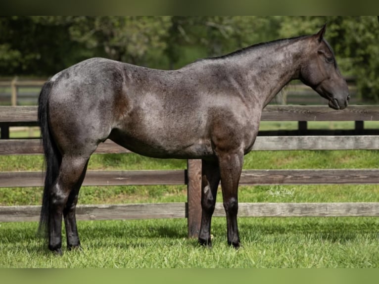 American Quarter Horse Wallach 6 Jahre 155 cm Roan-Blue in Madisonville, KY