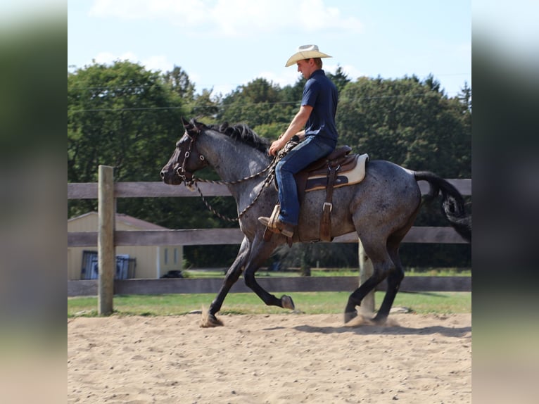 American Quarter Horse Wallach 6 Jahre 155 cm Roan-Blue in Howell