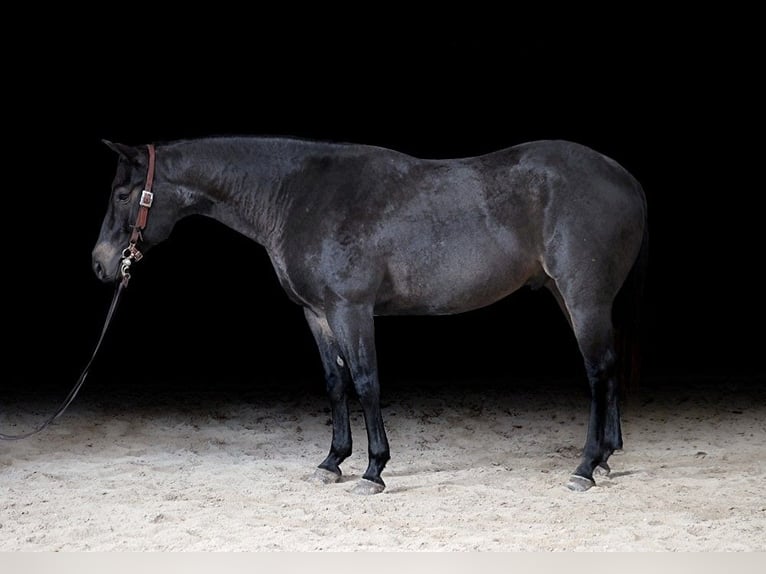 American Quarter Horse Wallach 6 Jahre 155 cm Roan-Blue in Somerset, KY