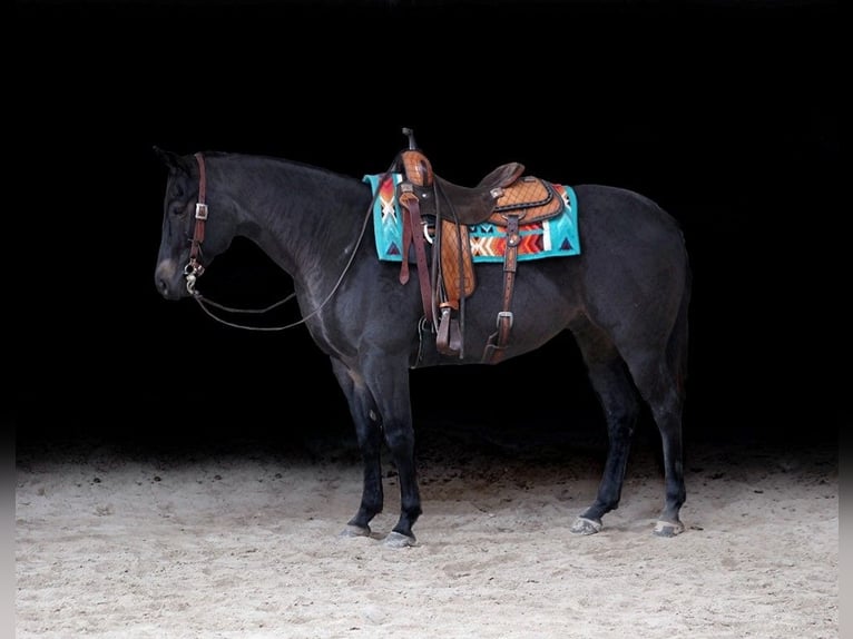 American Quarter Horse Wallach 6 Jahre 155 cm Roan-Blue in Somerset, KY