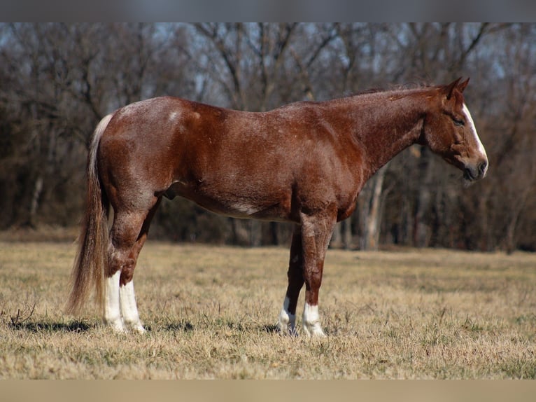 American Quarter Horse Wallach 6 Jahre 155 cm Roan-Red in Baxter Springs