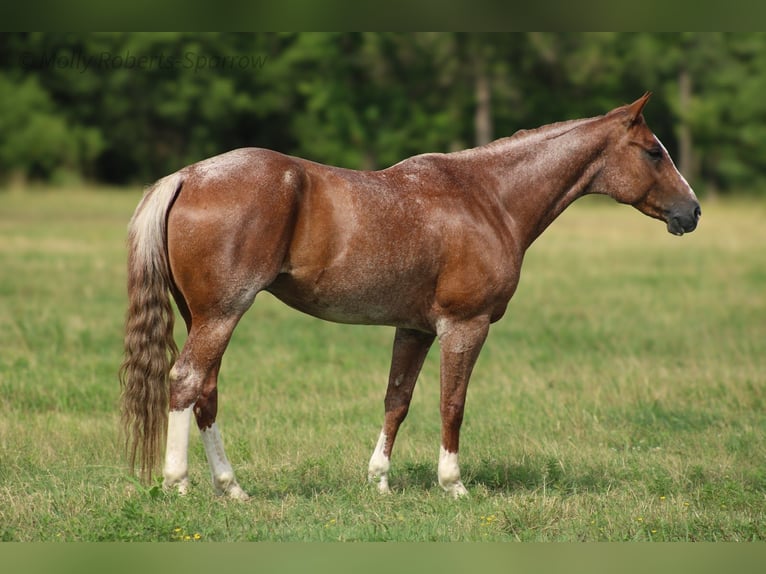 American Quarter Horse Wallach 6 Jahre 155 cm Roan-Red in Baxter Springs