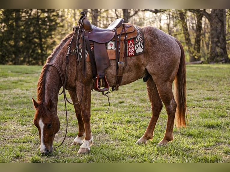 American Quarter Horse Wallach 6 Jahre 155 cm Roan-Red in Santa Fe, TN