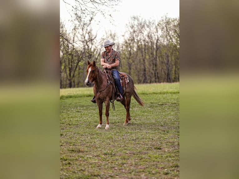 American Quarter Horse Wallach 6 Jahre 155 cm Roan-Red in Santa Fe, TN