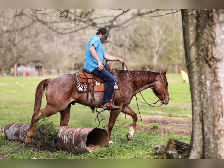 American Quarter Horse Wallach 6 Jahre 155 cm Roan-Red in Santa Fe, TN