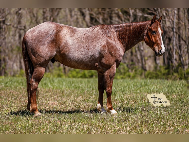 American Quarter Horse Wallach 6 Jahre 155 cm Roan-Red in Santa Fe, TN