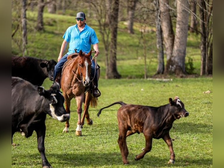 American Quarter Horse Wallach 6 Jahre 155 cm Roan-Red in Santa Fe, TN