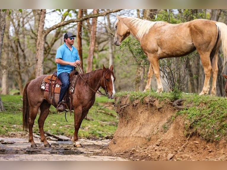 American Quarter Horse Wallach 6 Jahre 155 cm Roan-Red in Santa Fe, TN