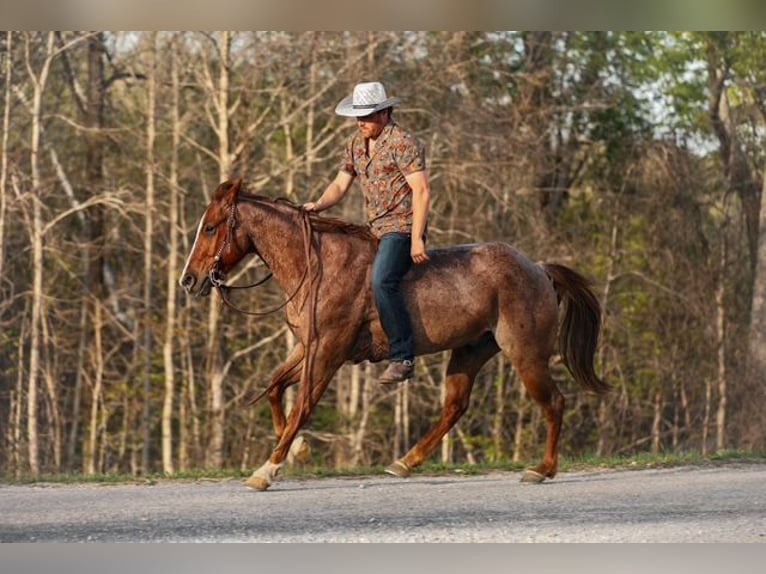 American Quarter Horse Wallach 6 Jahre 155 cm Roan-Red in Santa Fe, TN