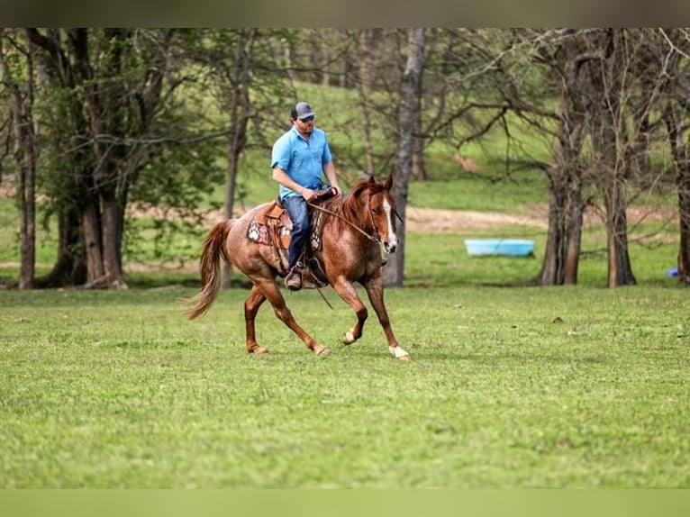 American Quarter Horse Wallach 6 Jahre 155 cm Roan-Red in Santa Fe, TN